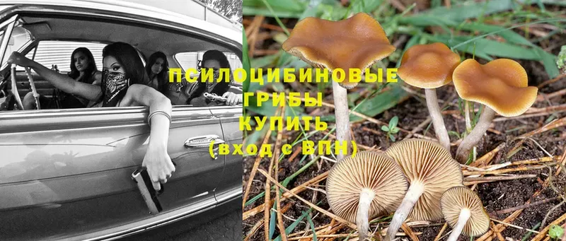 darknet формула  Задонск  Псилоцибиновые грибы MAGIC MUSHROOMS 